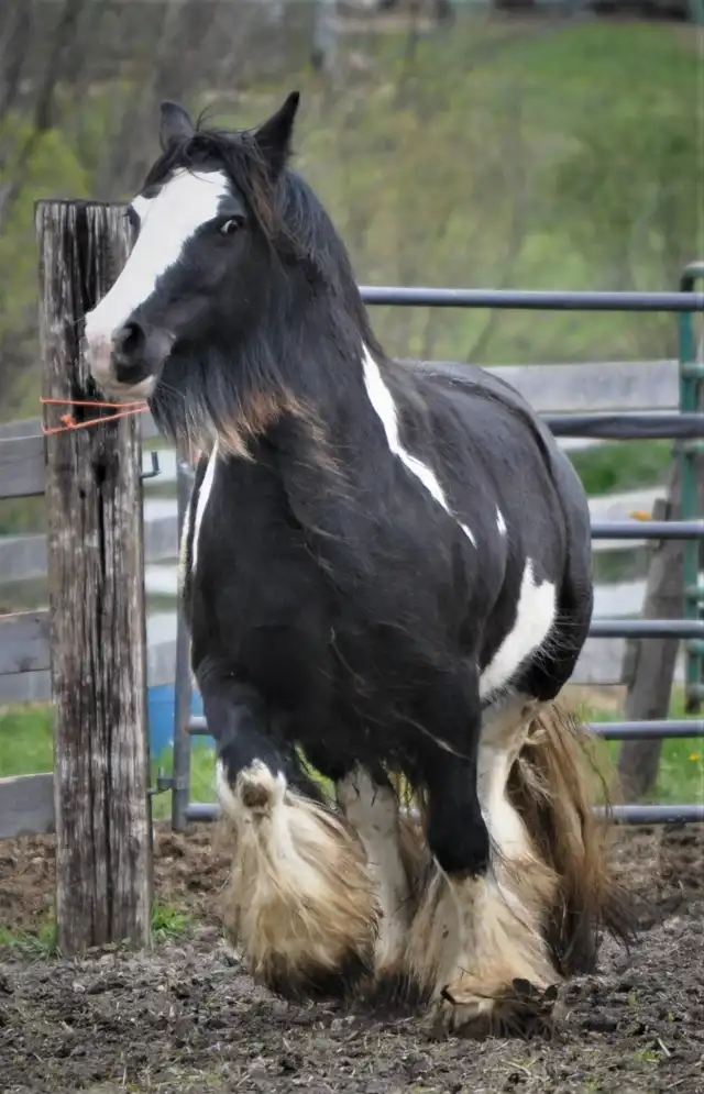 Princeabella - Media (Unknown)