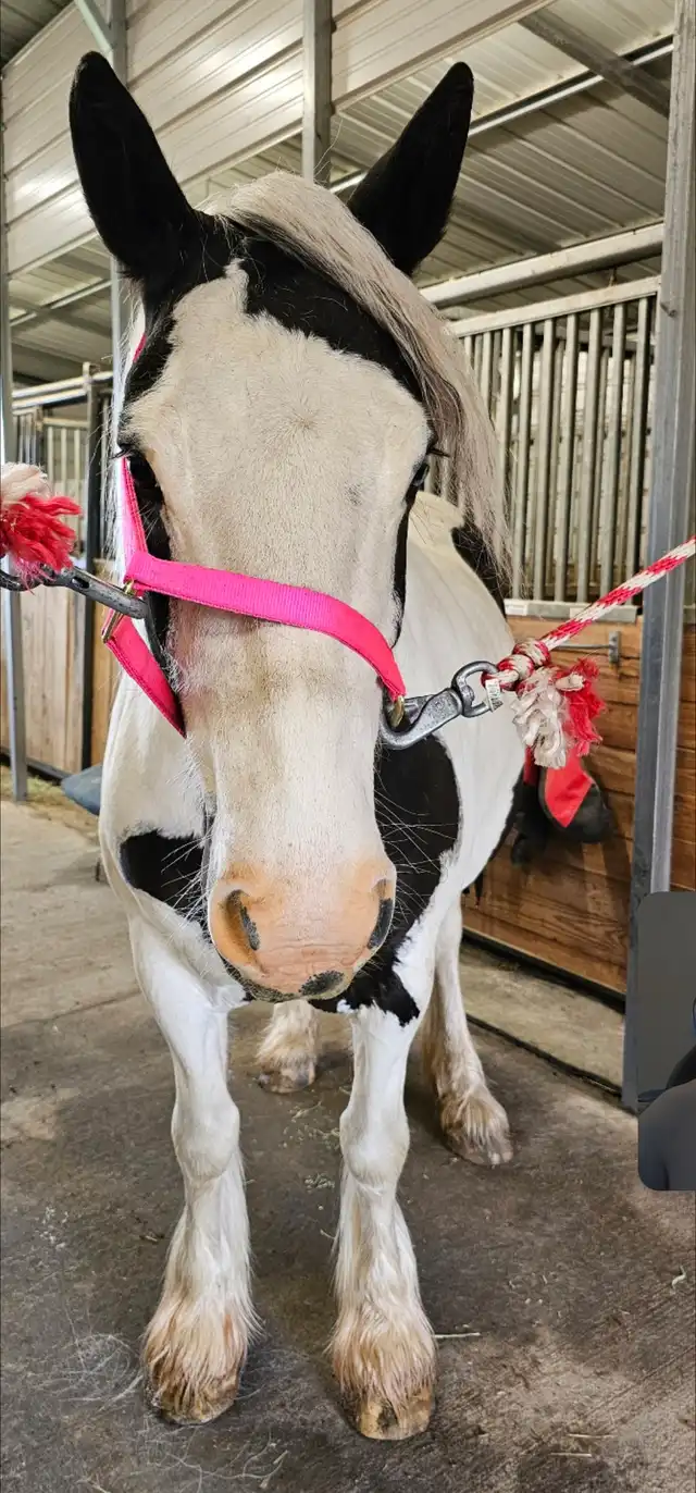 NR Casanovas Camille - Media (Unknown)