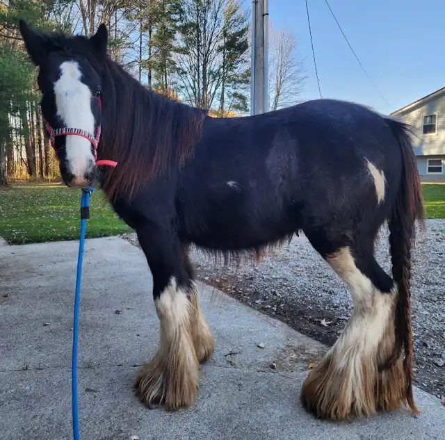 A Wizard's Spell Windsors Bexley - Media (Unknown)