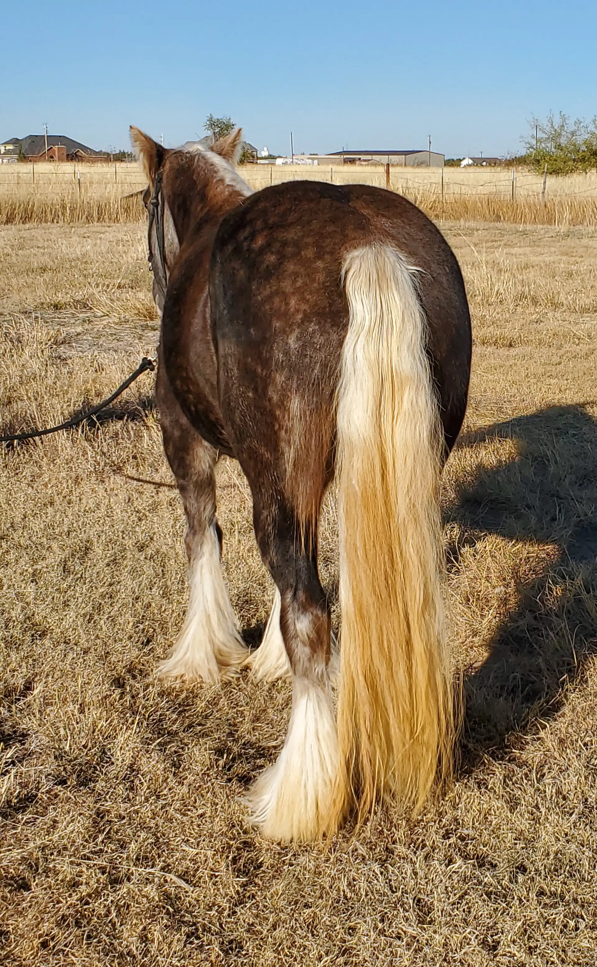 Thunders Silver Lace - Media (Unknown)