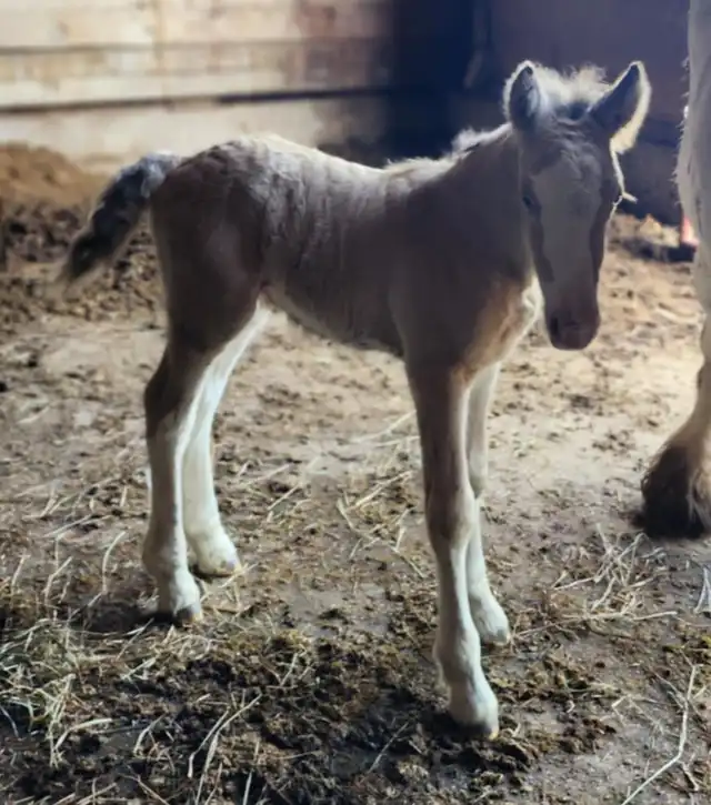 G.S Heaven's Champagne - Media (Unknown)