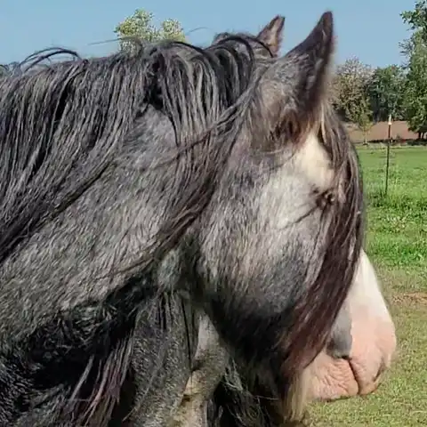 FTF The Kerry Prince - Media (Unknown)