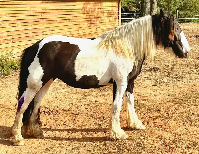 FLF Smokin Gun & Lace - Media (Unknown)