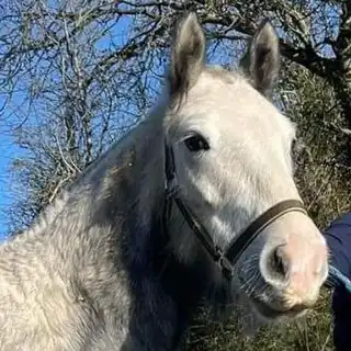 Moneyglen Maisy - Media (Unknown)