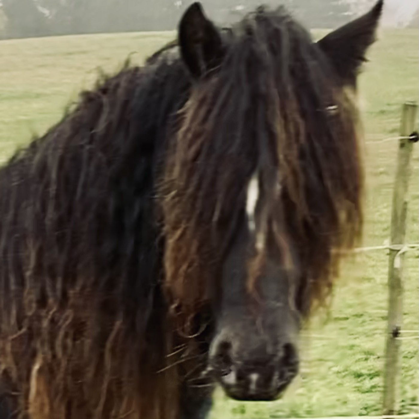 Vines Roll The Dice - Media (Unknown)