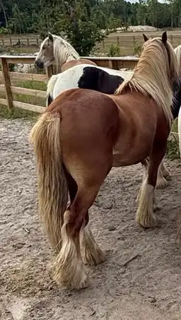 SMG Red Knight - Media (Unknown)