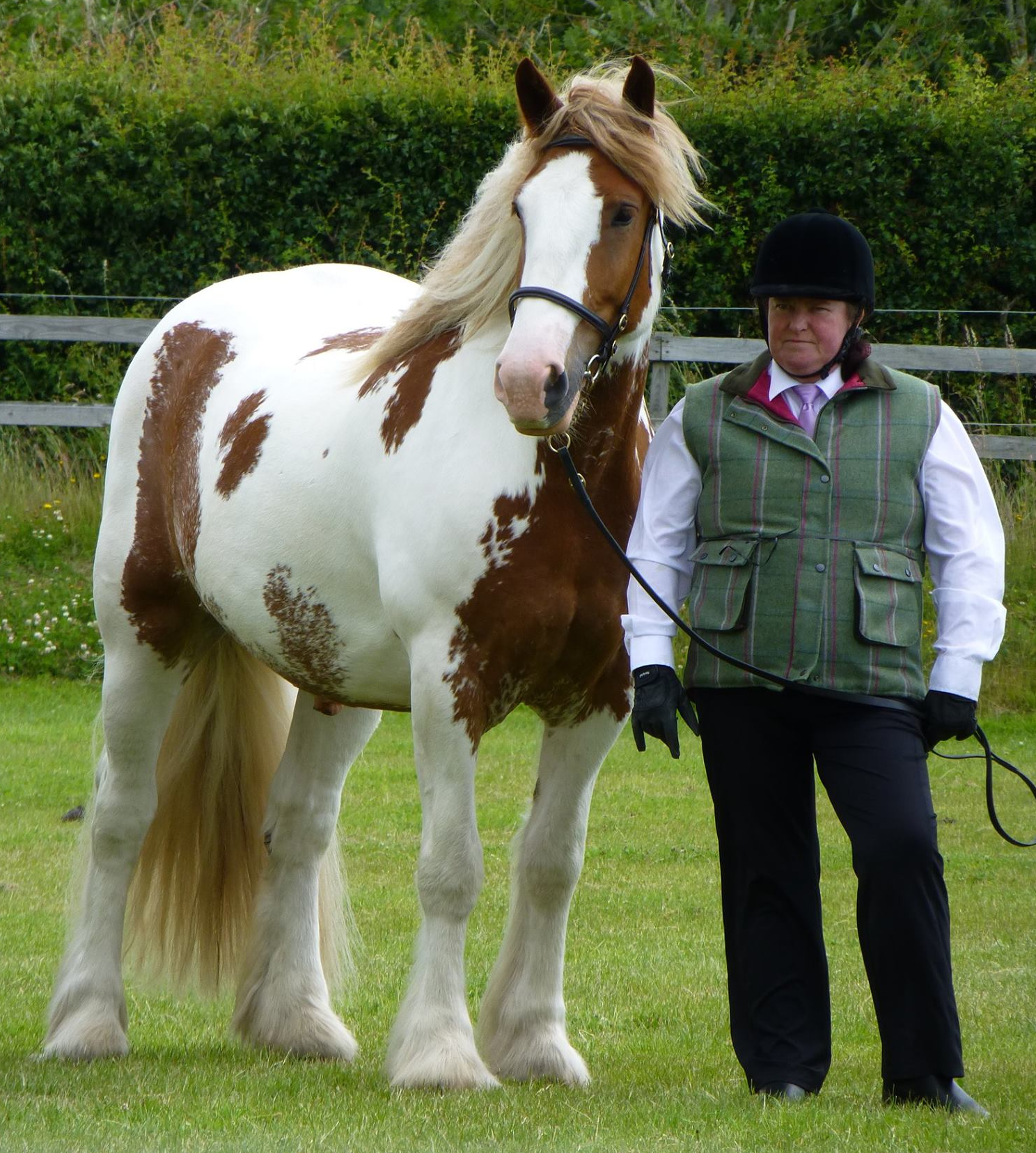 Shannonvalley Duke - Media (Unknown)