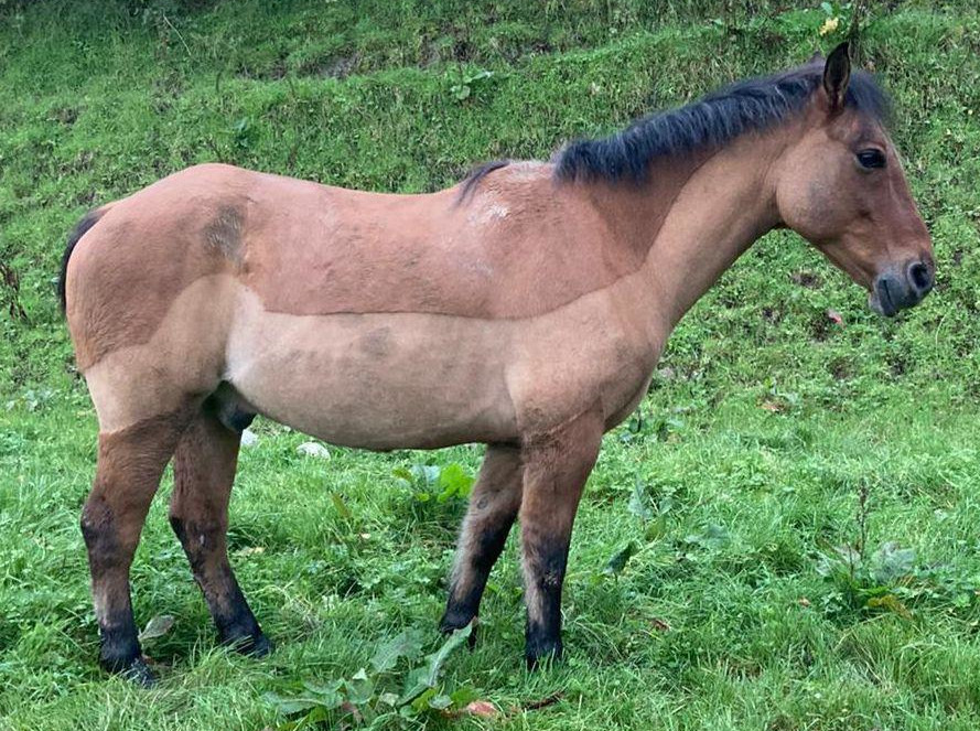 The Bartman - Media (Unknown)