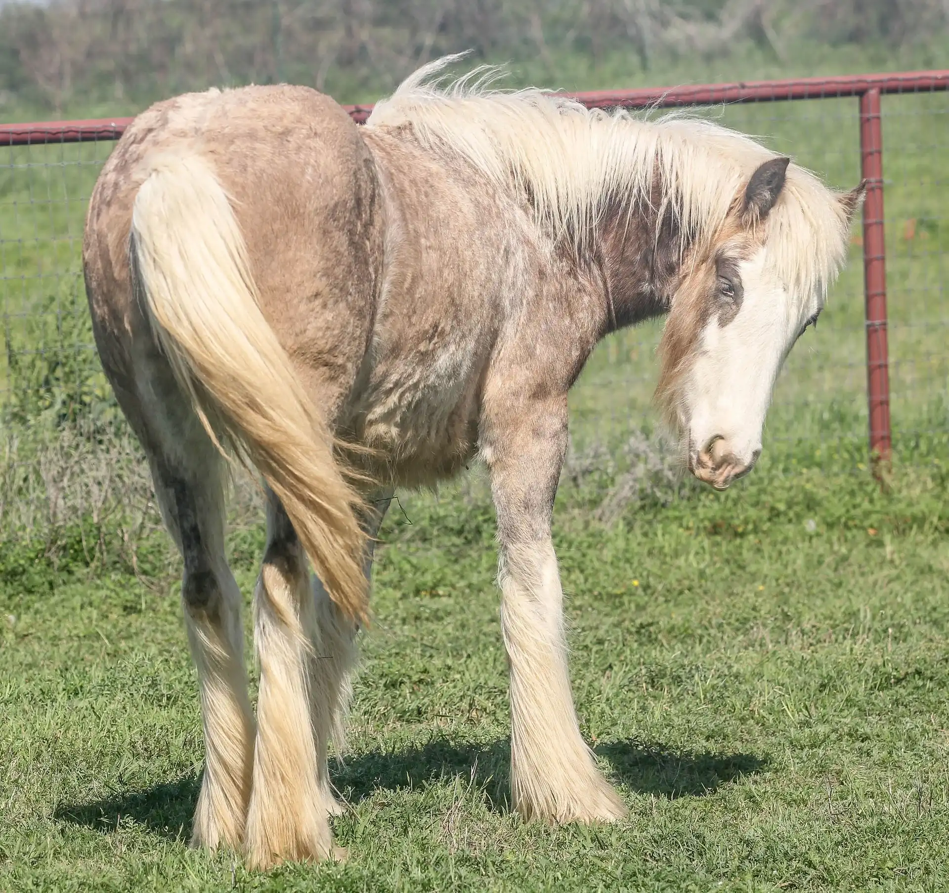 Mile Phantom - Media (Unknown)