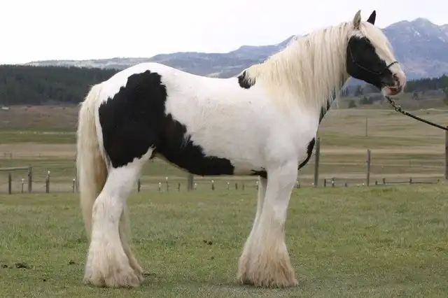 R Banner - Media (Unknown)