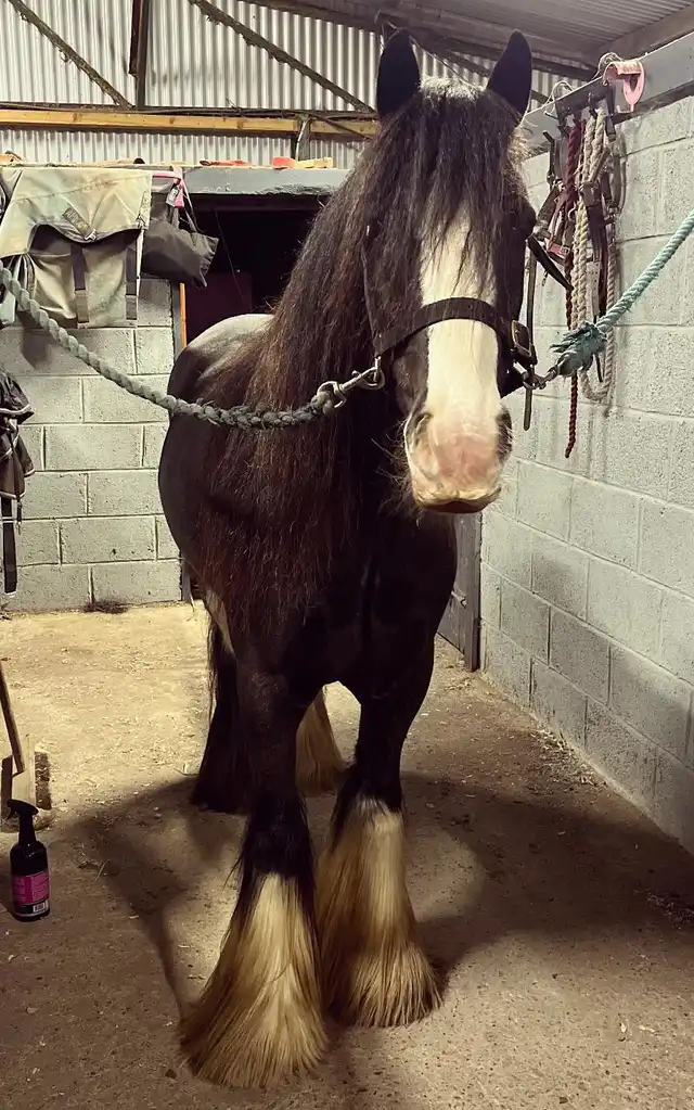 Mr. Vincent - Media (Unknown)