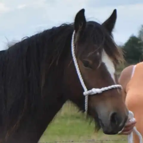 SD Toffee Meringue - Media (Unknown)