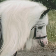 Boharn Little King - Media (Unknown)