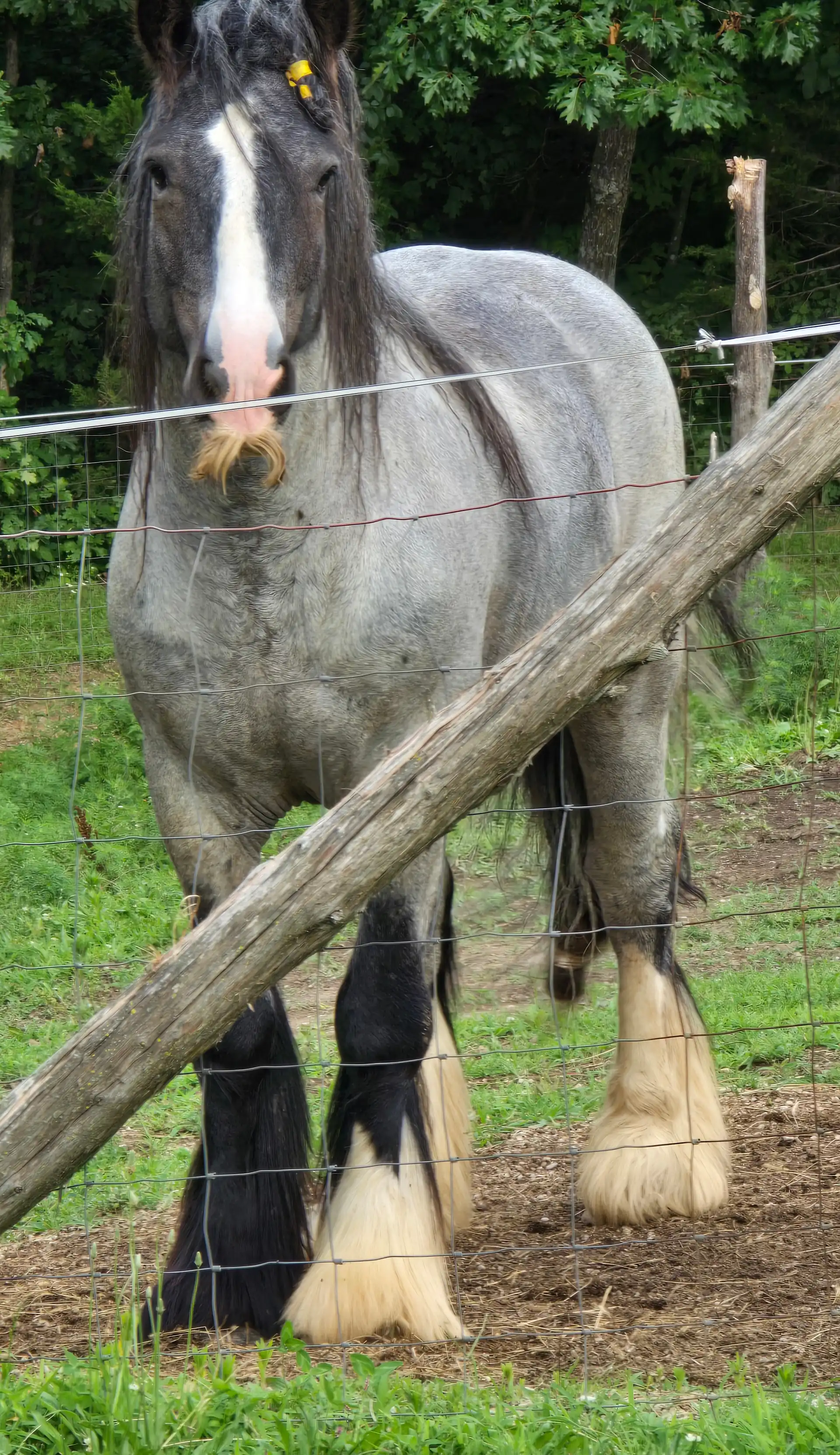 STL Roanin the Blue Corona - Media (Unknown)
