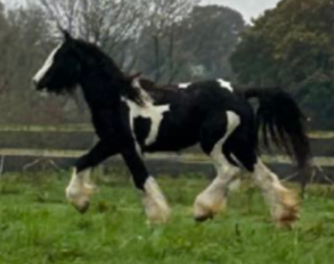 J.Mc Killarney Queen - Media (Unknown)