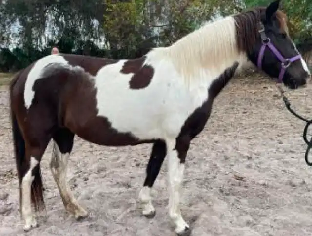 Starfall Over Kairo - Media (Unknown)