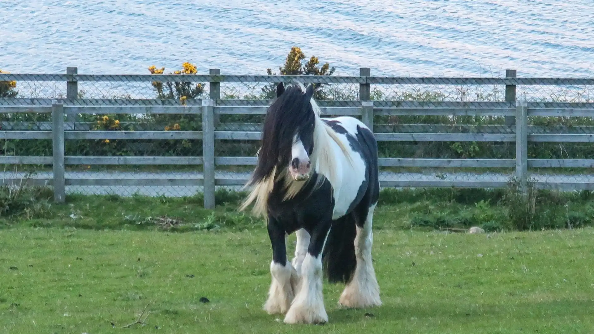 Cleggan Irish Cobs and Ponies - Media (2546)