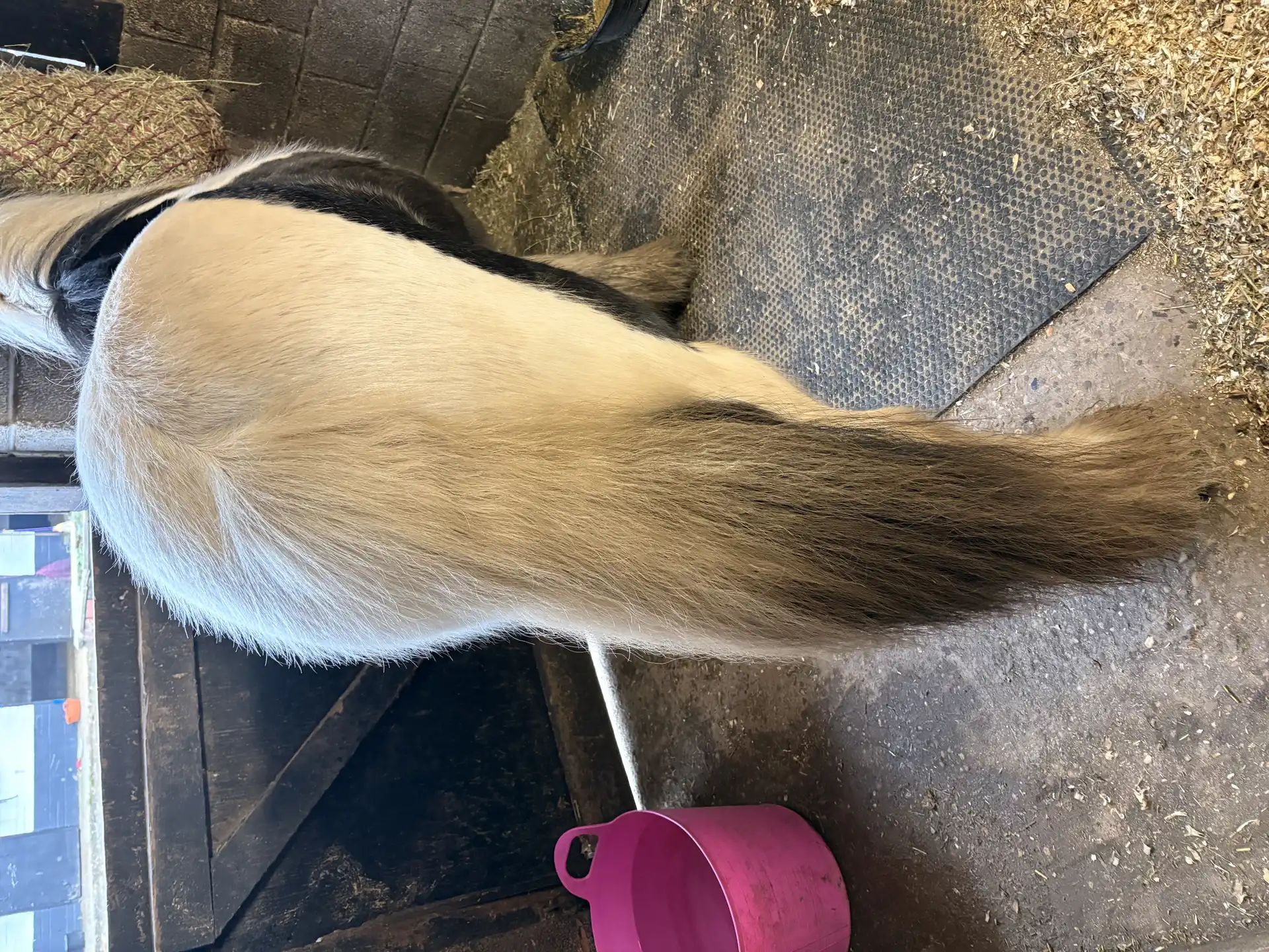 Blackthorn Romeo - Media (Unknown)