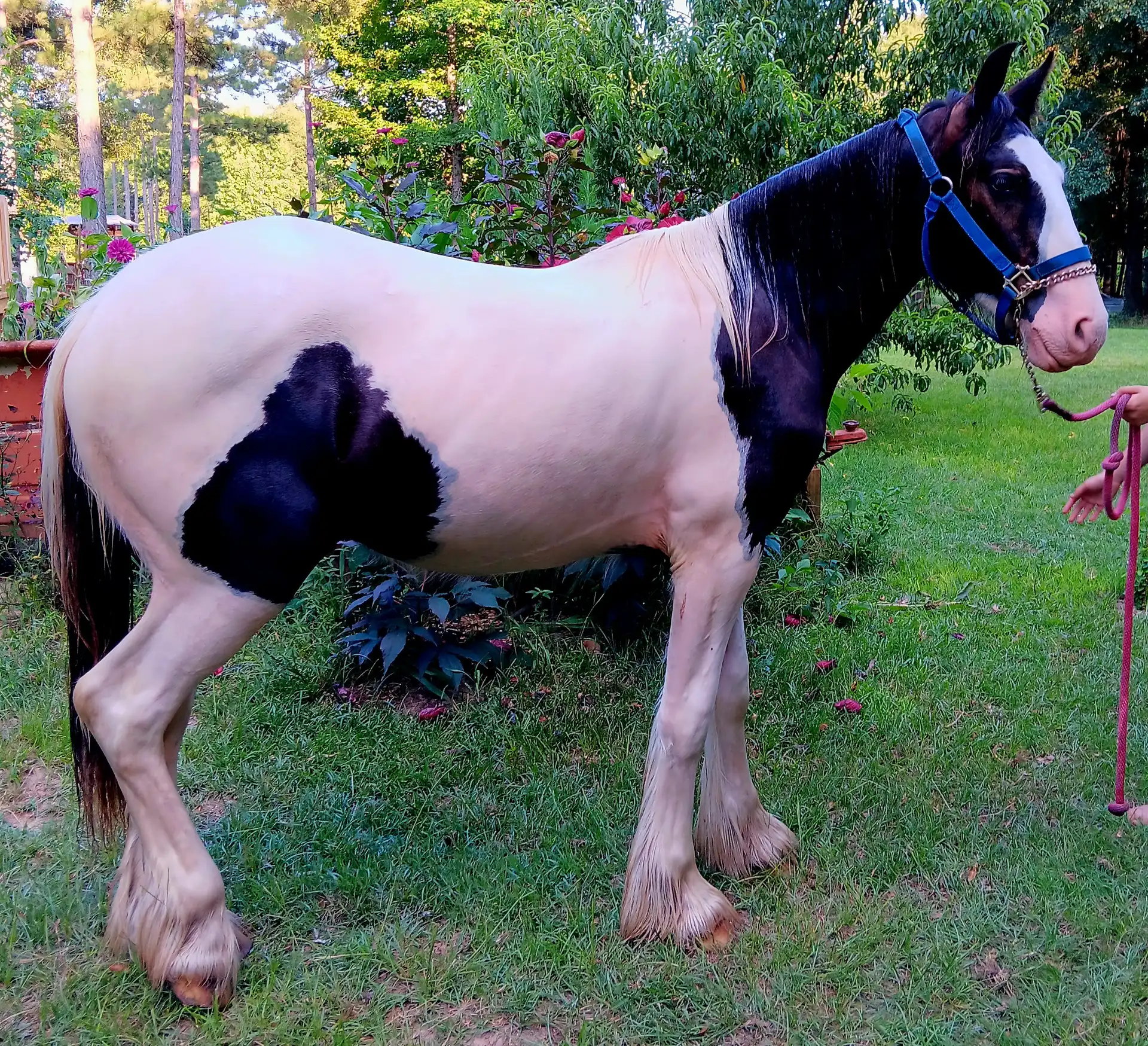 LRL Bouclier of Lionheart - Media (Unknown)