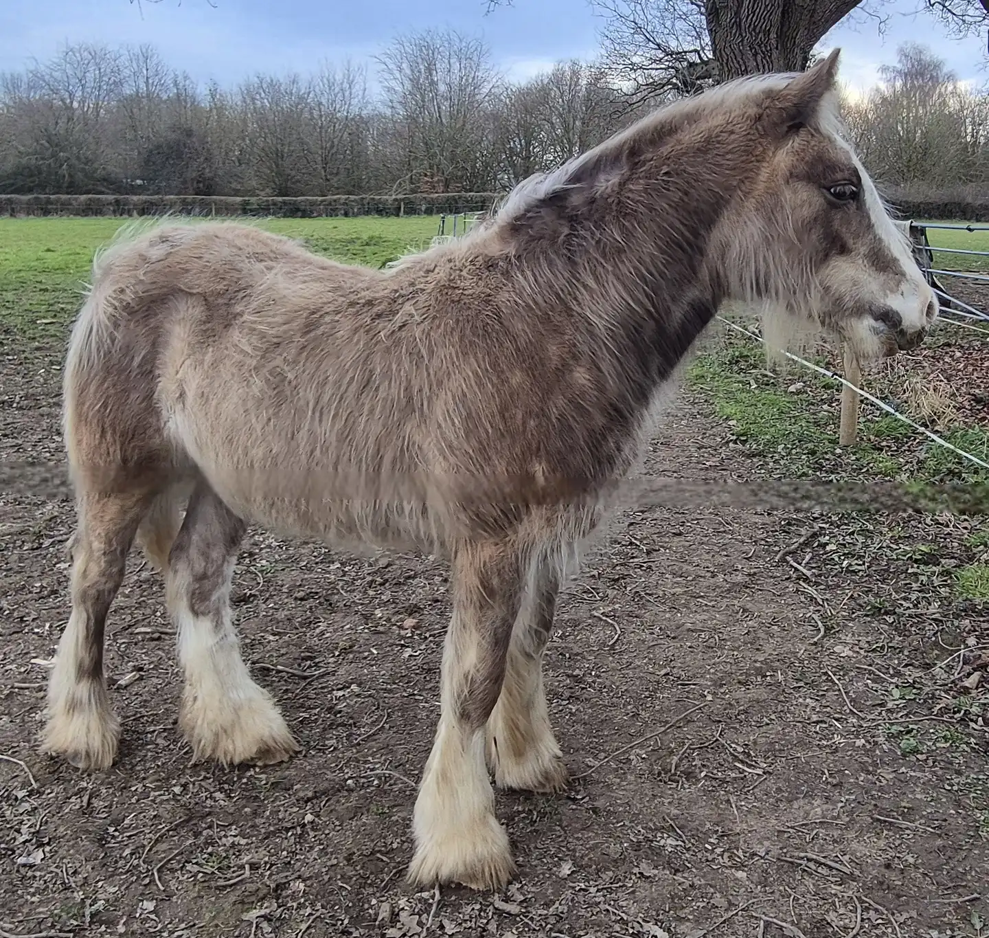 Rio - Media (Unknown)