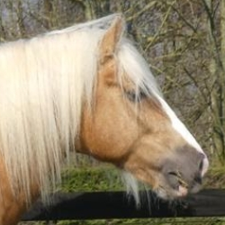 Golden Moone - Media (Unknown)