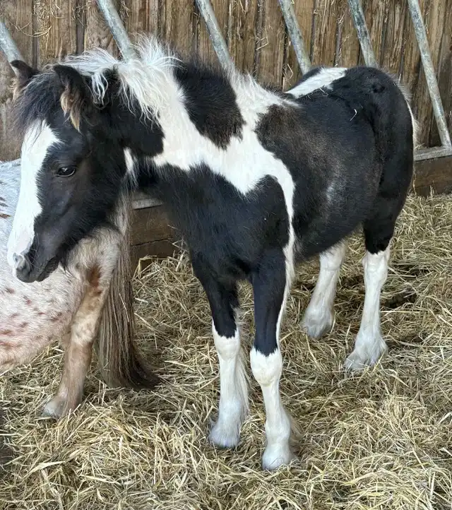 Gawbridge Casually Cool - Media (Unknown)