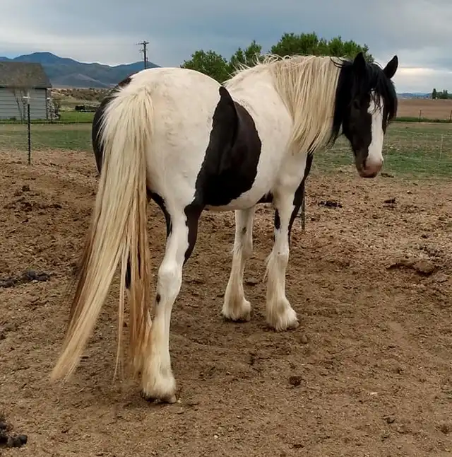 Taviaz Push Comes to Tango - Media (Unknown)