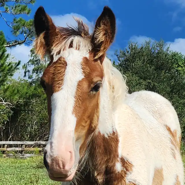 G.S. Sky's Coral - Media (Unknown)