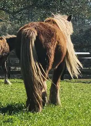 G.S. Golden Sunrise - Media (Unknown)