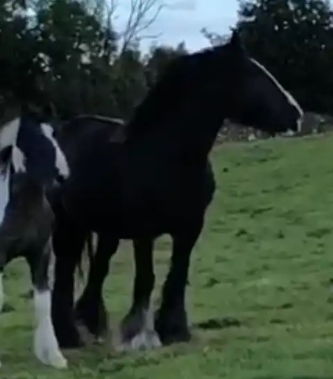 Cleggan Attraction - Media (Unknown)