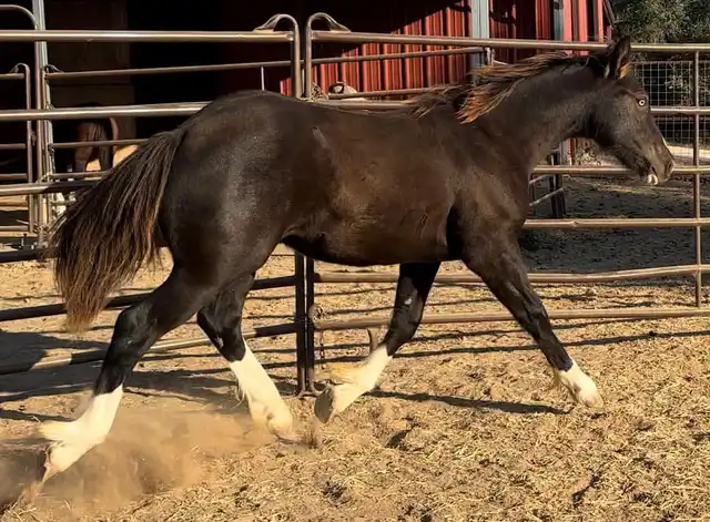 Almighty Luxury - Media (Unknown)