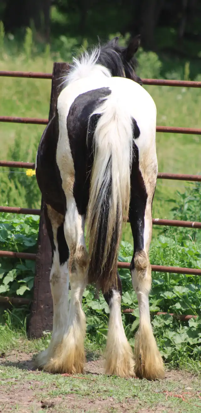 FVF Merida - Media (Unknown)