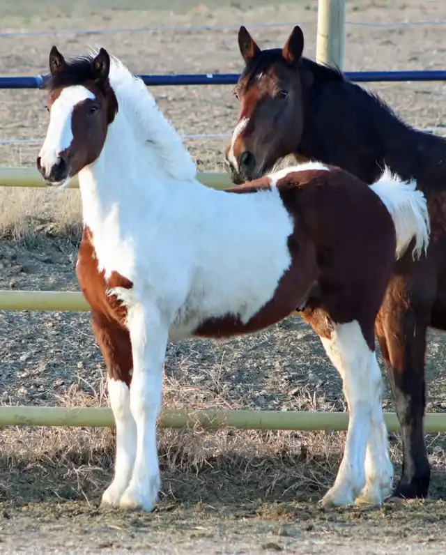 Blackshires Killian - Media (Unknown)