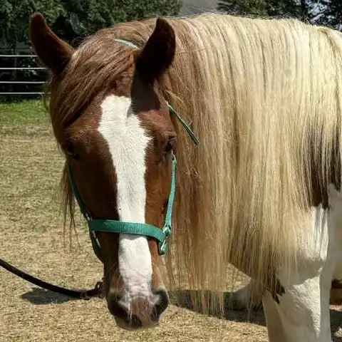 Preacher's Cherry Bomb - Media (Unknown)