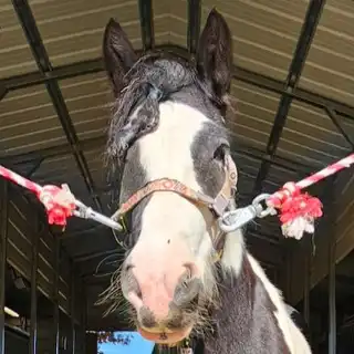 FG Aijalon - Media (Unknown)