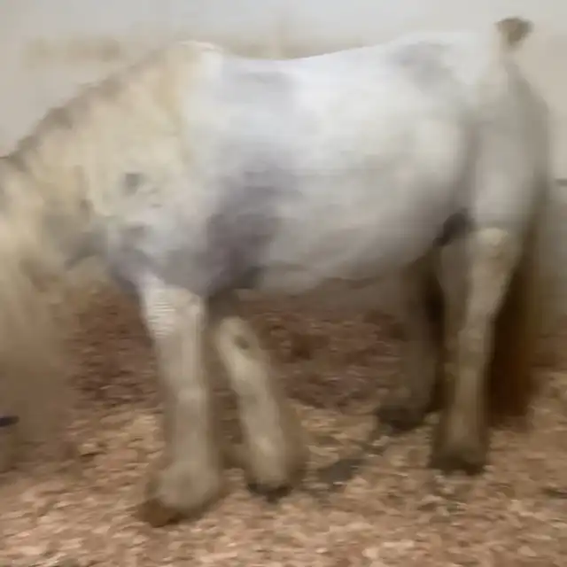 Miss Snowy, left side