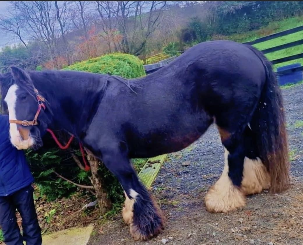 Cavan Rose - Media (Unknown)