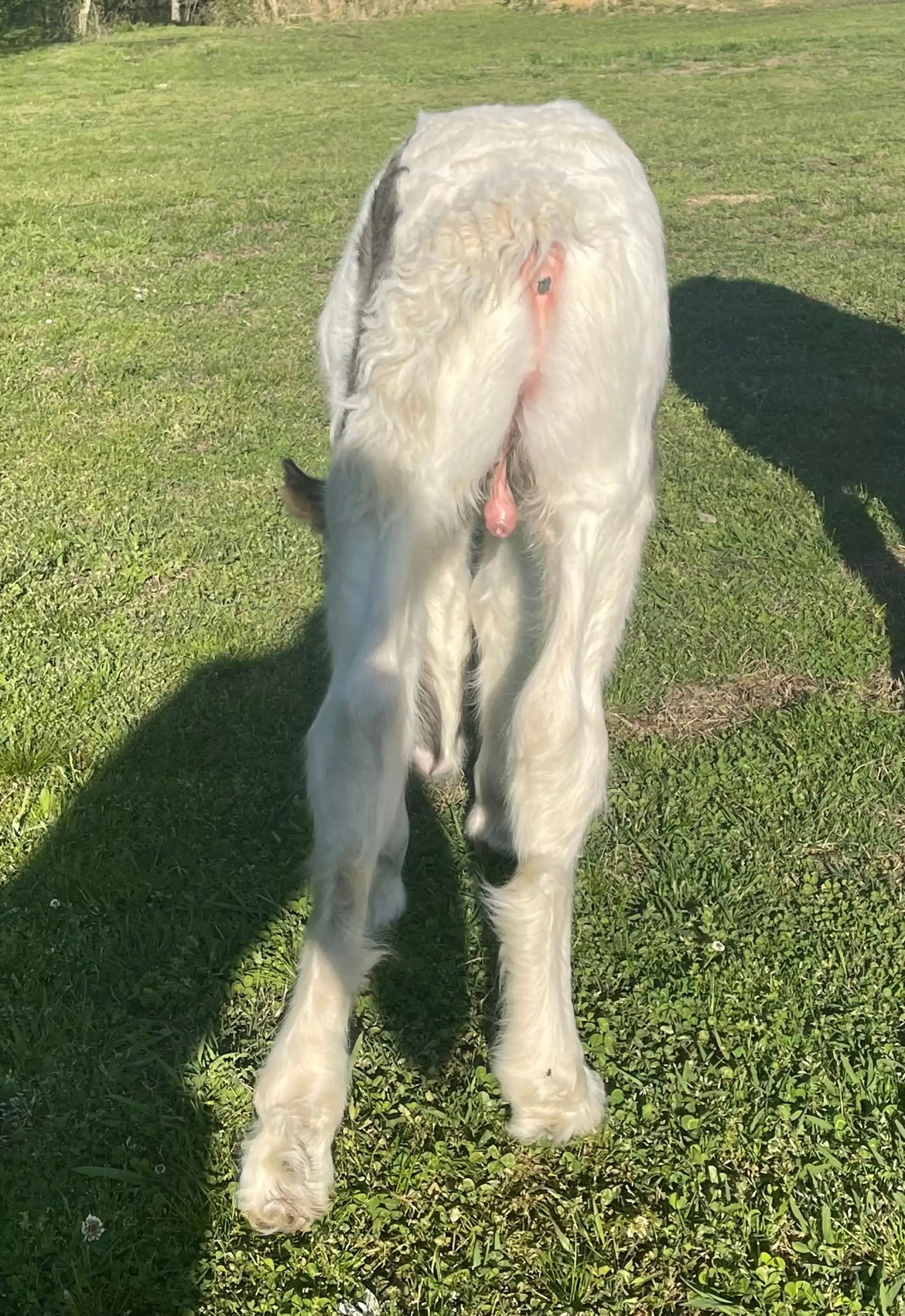 The Storm Empire Horse - Media (Unknown)