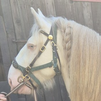 Gold Is King - Media (Unknown)