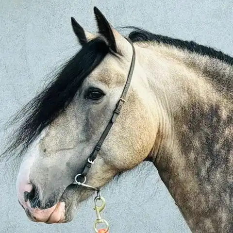 The Crown Prince