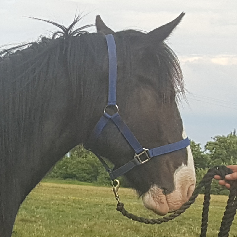 Calamity Jane of Cleggen - Media (Unknown)
