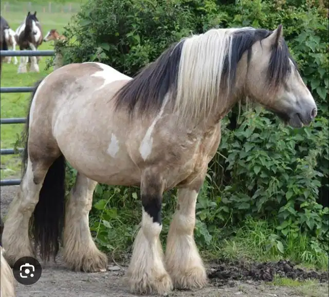 Registration Pedigree - Media (1762)