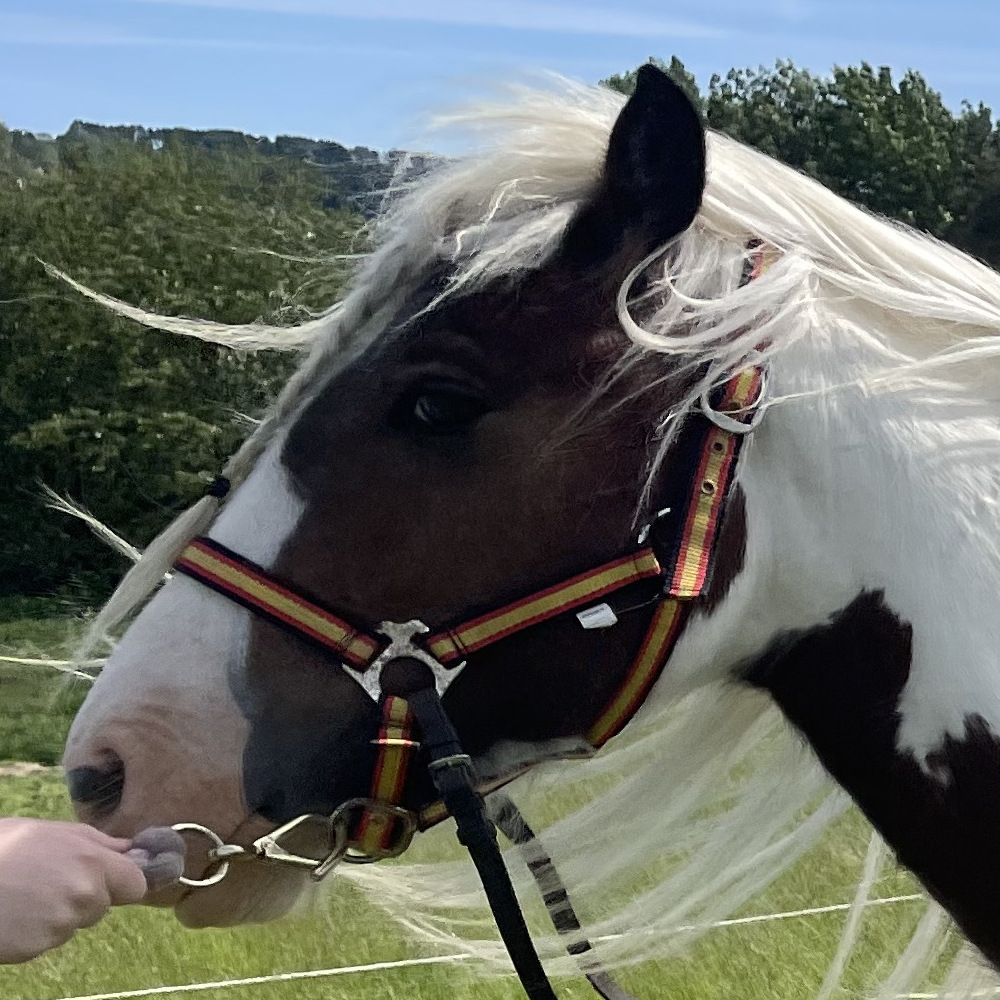 Diva by Blood Dakota - Media (Unknown)