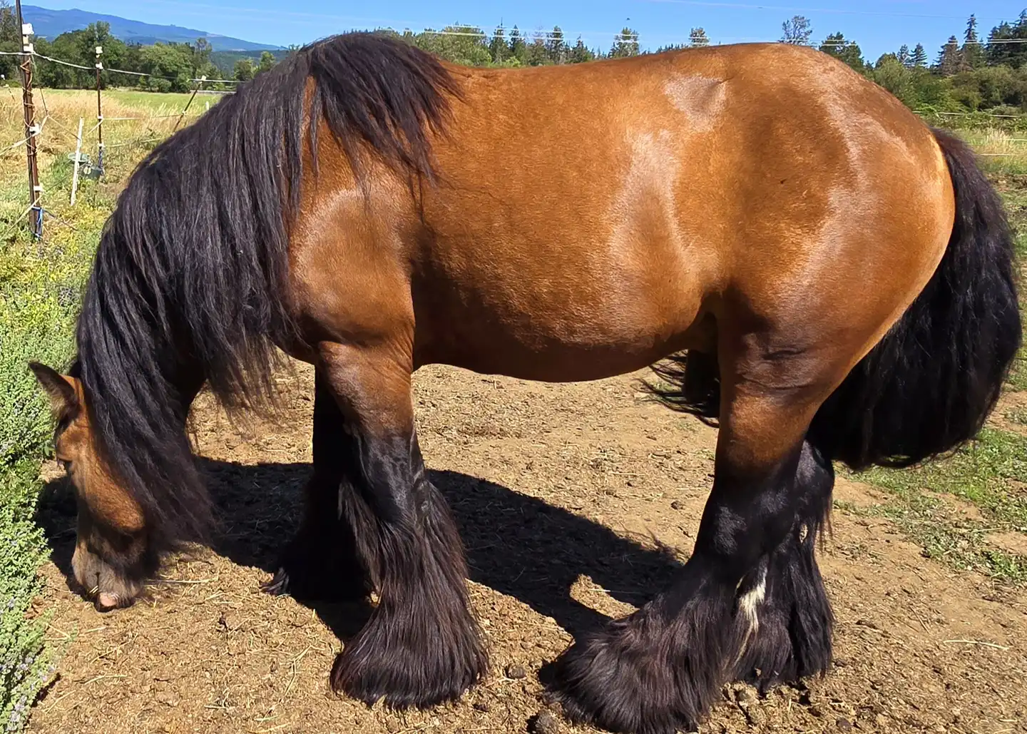 AR's Baelfyre - Media (Unknown)