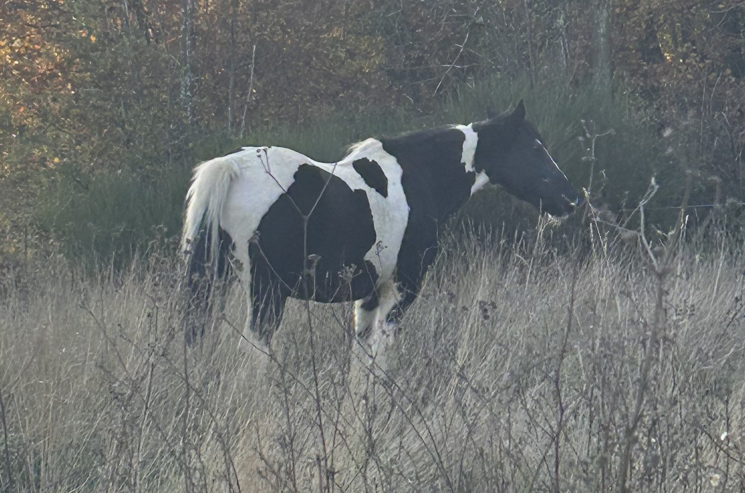 Kali - Media (Unknown)