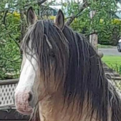 Packey - Media (Unknown)