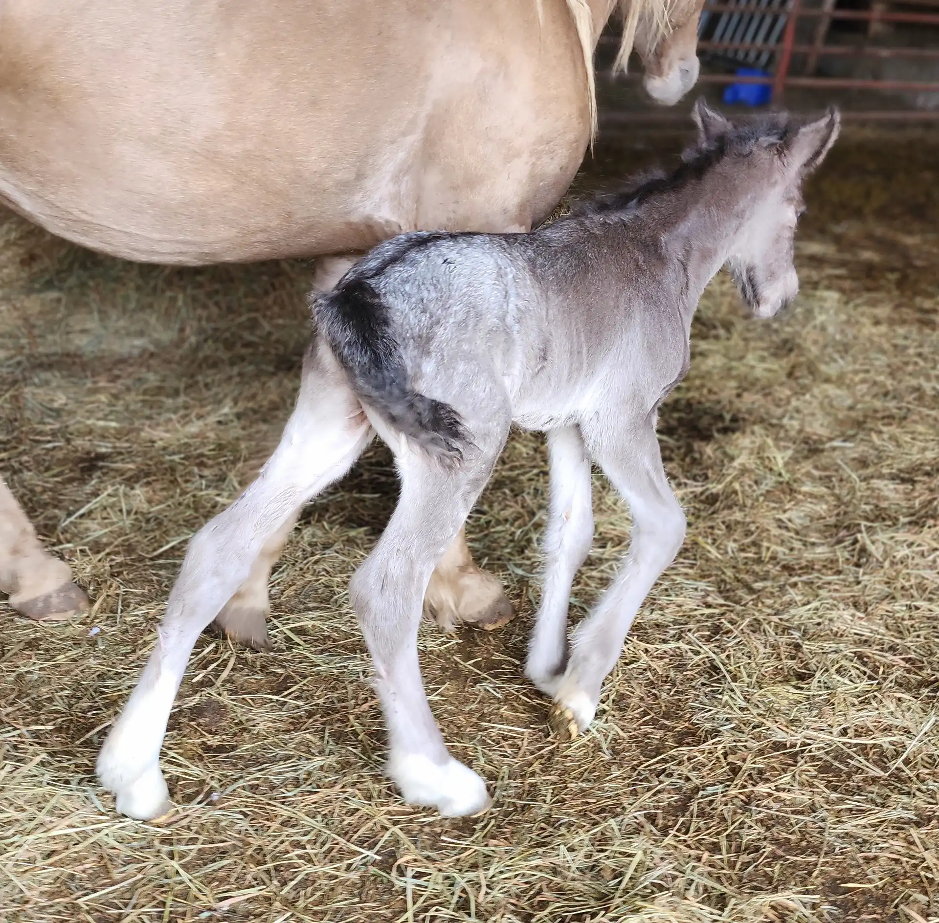 G.S. Cozy up - Media (Unknown)