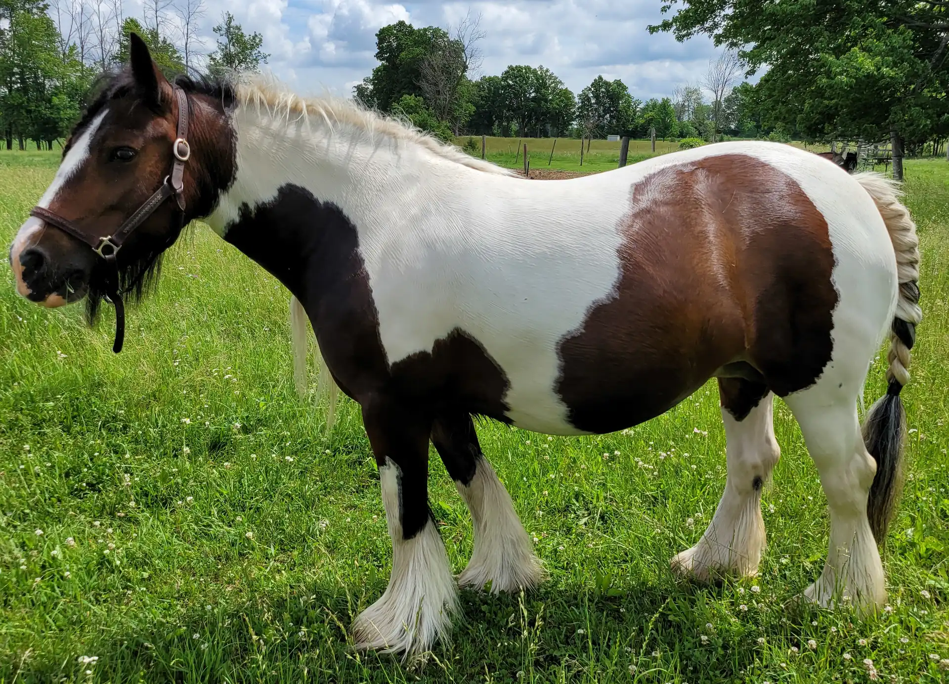 FTF Kalypso Bay Quarter Bok - Media (Unknown)