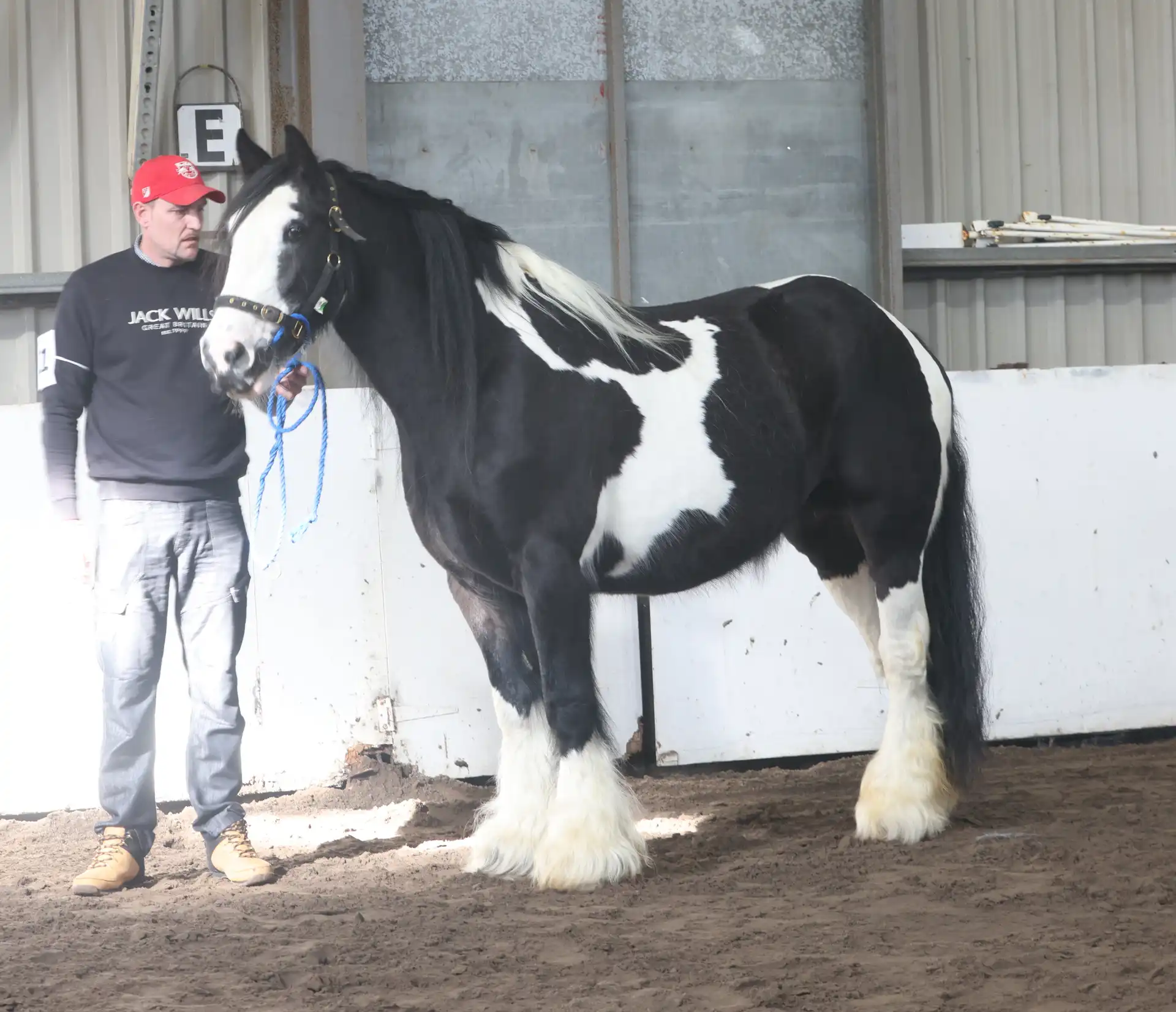 Jay McCarthys's Stella, left side