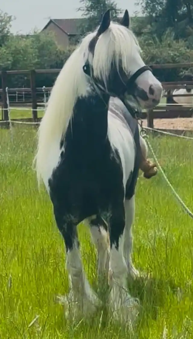 Hermits Divine - Media (Unknown)